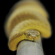 A brown tree snake on a pole.